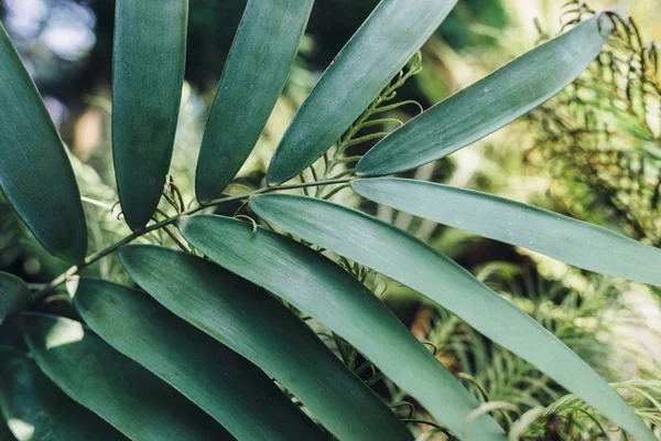 O verde deixa o fundo. Fundo tropical natural natureza floresta selva folhagem. — Fotografia de Stock