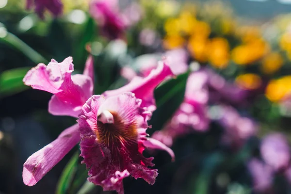 盛开的粉红色花朵，热带植物。自然、背景. — 图库照片