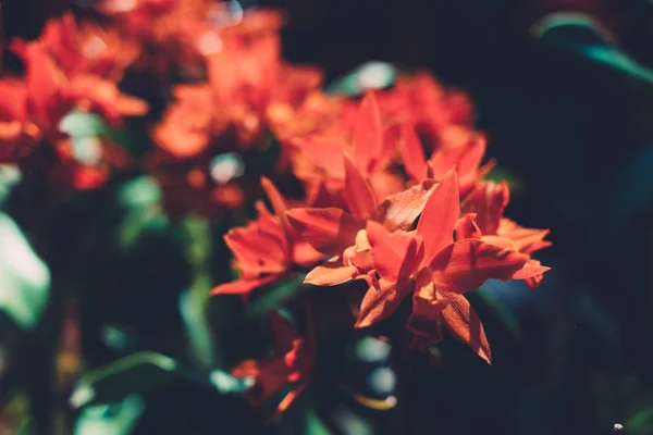 Flores vermelhas florescentes, plantas tropicais. Natureza, fundo . — Fotografia de Stock