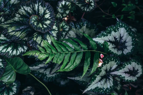Зелений лишає фон. Природний тропічний фон Листя лісу — стокове фото