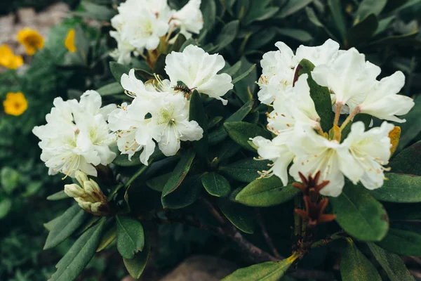 Arbusto com flores florescendo na floresta — Fotografia de Stock