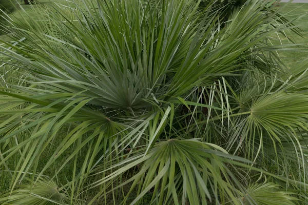 Groene dunne lange bladeren. Plant met smal blad — Stockfoto