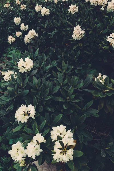 Flores brancas florescendo na floresta folhagem tropical natureza fundo . — Fotografia de Stock