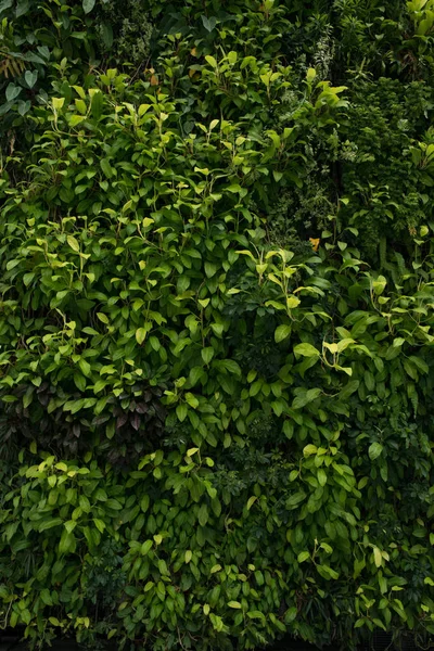 绿色墙，生态友好的垂直花园叶背 — 图库照片
