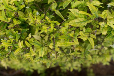 Küçük yapraklı çalılar ve arka planda parlak yeşil yapraklar