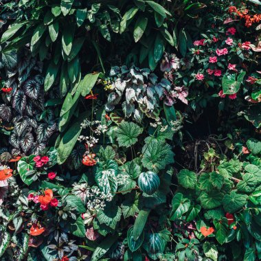 Yeşil yapraklar arka plan. Doğal tropikal arka plan doğa orman yaprakları