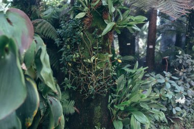 Yeşil yapraklar arka plan. Doğal tropikal arka plan doğa orman yaprakları.