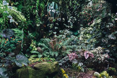 Yeşil yapraklar arka plan. Doğal tropikal arka plan doğa orman yaprakları.