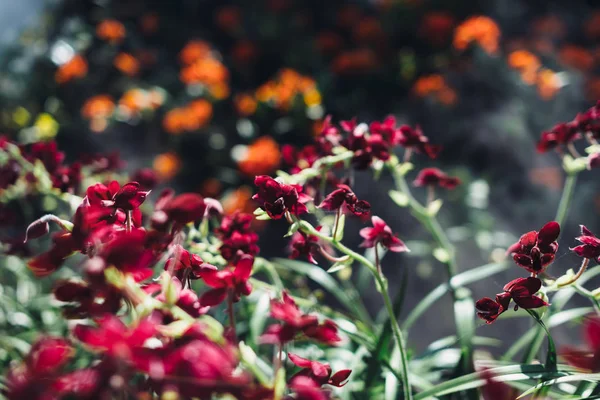 Flores vermelhas florescentes, plantas tropicais. Natureza, fundo . — Fotografia de Stock