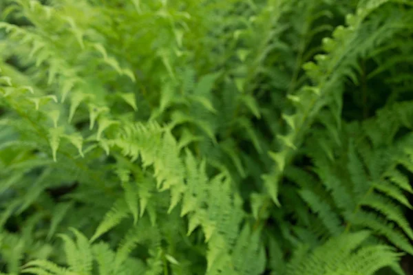 Ormbunke stora gröna blad lövverk natur blommig bakgrund — Stockfoto