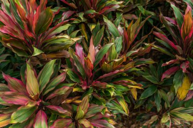 Büyük yaprakları ve arka plan olarak parlak yeşil genç yeşillik dalları ile Bush