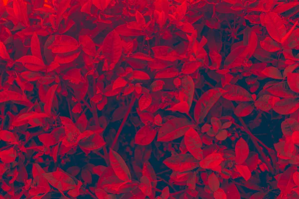 Strauch mit kleinen Blättern und jungem Laub als Hintergrund. — Stockfoto