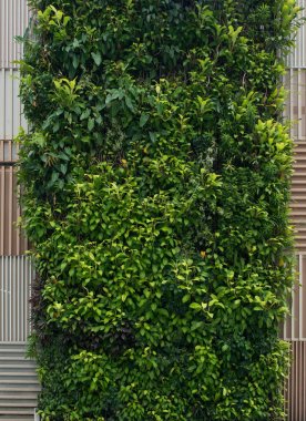 Green wall, vertical garden. Background with lush foliage. clipart