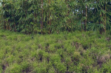 Peyzaj, yeşil çevre halka açık park. Doğal arka plan