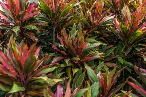 Yeşil yapraklar arka plan. Doğal tropikal arka plan doğa orman yaprakları