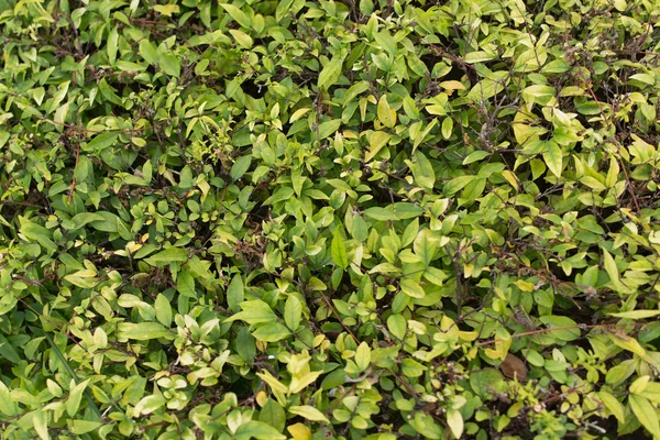 Buisson avec de petites feuilles et jeune feuillage vert vif comme arrière-plan — Photo