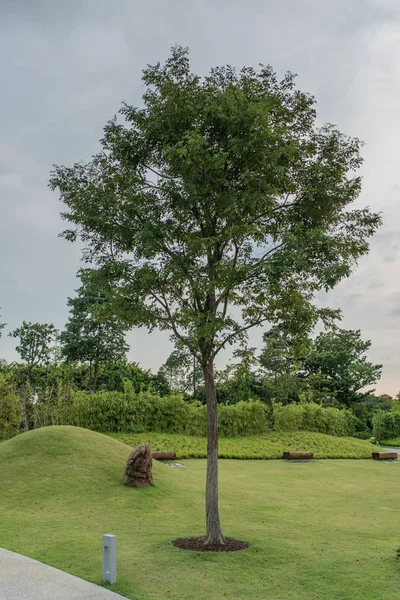 Tree. City park. Landscape garden, green lawn — Stock Photo, Image