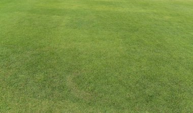 Taze yeşil çimen dokusu. Arkaplan