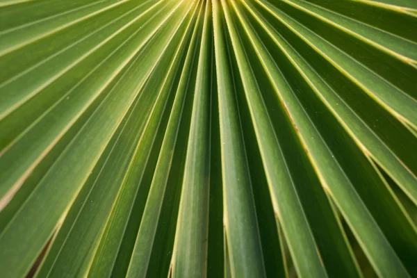 Μεγάλο φόντο πράσινου φύλλου με ευθείες λωρίδες — Φωτογραφία Αρχείου