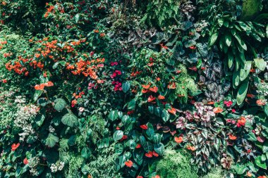 Arka plan doğal yeşil bitkiler manzara. Yeşil yaprakların doğa görünümü