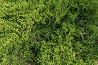 Juniper bush yakın çekim. Ardıç dalları ile arka plan