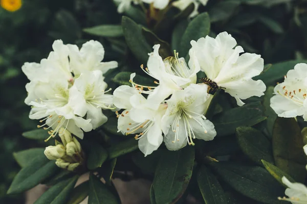 Arbusto florescendo com flores brancas na floresta de manhã — Fotografia de Stock