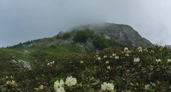 Fioritura fiori bianchi nella foresta tropicale fogliame natura sfondo . — Foto Stock