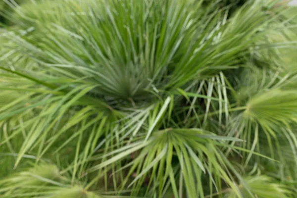 Green thin long leaves . Plant with narrow leaf Blurred soft focus — Zdjęcie stockowe