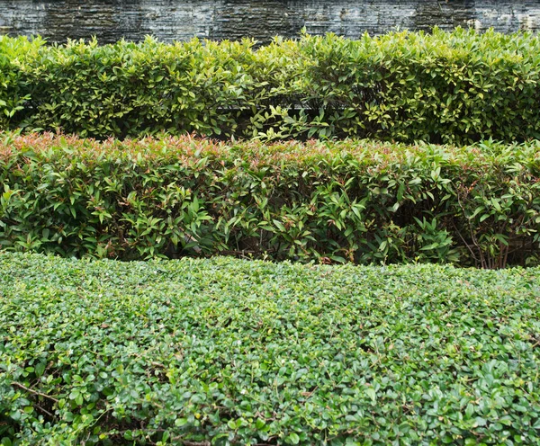 Arbustos recortados rectos, cerca verde. Diseño de paisaje. Varias filas de arbusto recortado textura natural —  Fotos de Stock