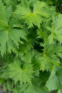 Yeşil arka plan bırakır. Doğal tropikal doğa orman yaprakları