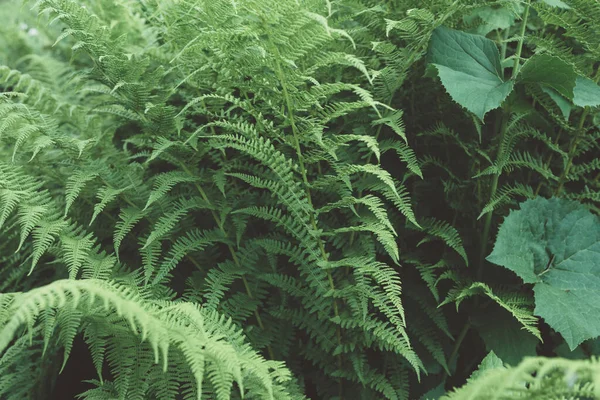 Ormbunke stora gröna blad lövverk natur blommig bakgrund — Stockfoto