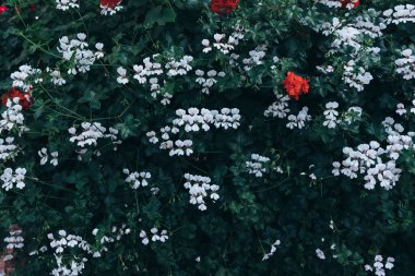 Küçük beyaz çiçekli koyu sık çalı