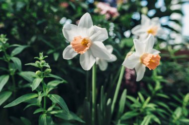 Narcissus çiçeği. Yeşil yapraklardan oluşan bir arka planda güzel bir tropikal çiçek