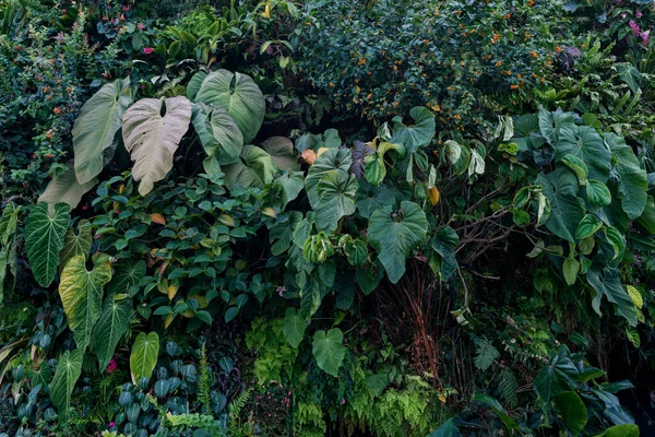 Gröna blad bakgrund. Naturlig tropisk bakgrund natur skog djungel lövverk. — Stockfoto