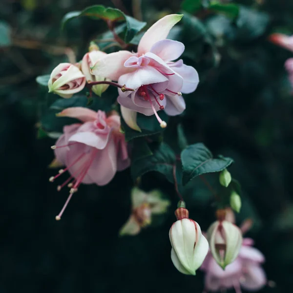 Flores rosa pálidas em um arbusto verde escuro. Fundo floral — Fotografia de Stock