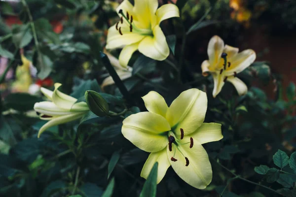 Flores amarelas Lily. Fundo floral. Cenário natural — Fotografia de Stock