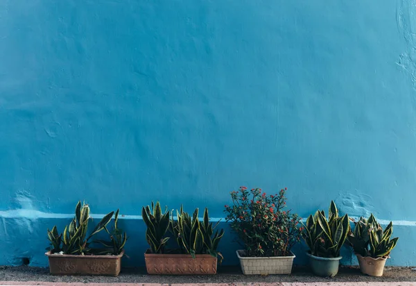 Saksı çiçekli mavi duvar. Arkaplan.