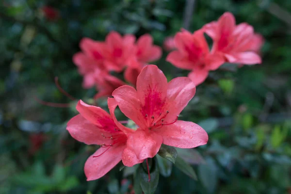 Um arbusto com flores vermelhas florescendo no jardim. — Fotografia de Stock