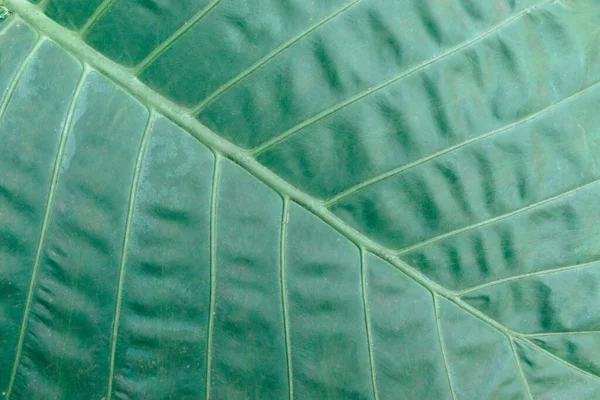 Närbild av tropiska gröna stora blad struktur. Bakgrund. — Stockfoto