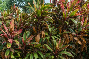 Yeşil yapraklar arka plan. Doğal tropikal arka plan doğa orman yaprakları