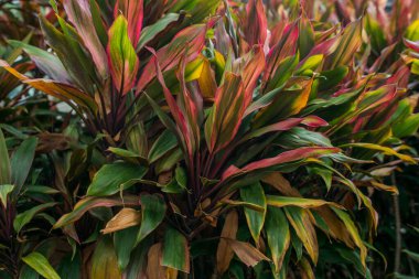 Kalın çalılar. Doğal tropikal arka plan doğa orman yaprakları.
