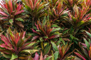 Geniş yaprakları ve parlak yeşil yaprakları olan çalılar..