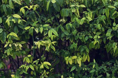 Küçük yapraklı çalılar ve arka planda parlak yeşil yapraklar