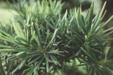 Kalın dallı ağaç. Doğal arka plan. Orman yaprakları..