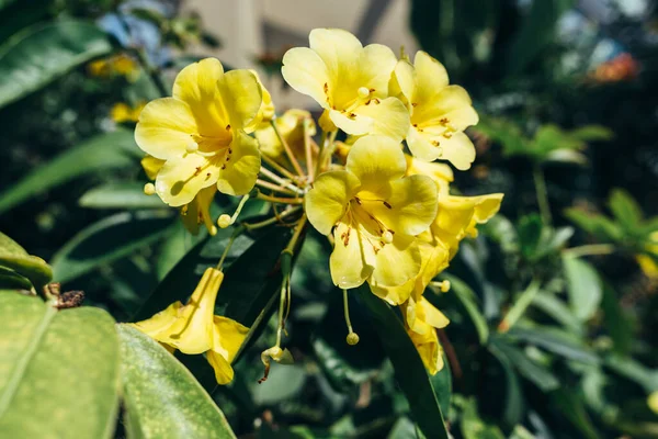 Flor amarela em um arbusto florido. Planta, fundo natural de verão — Fotografia de Stock