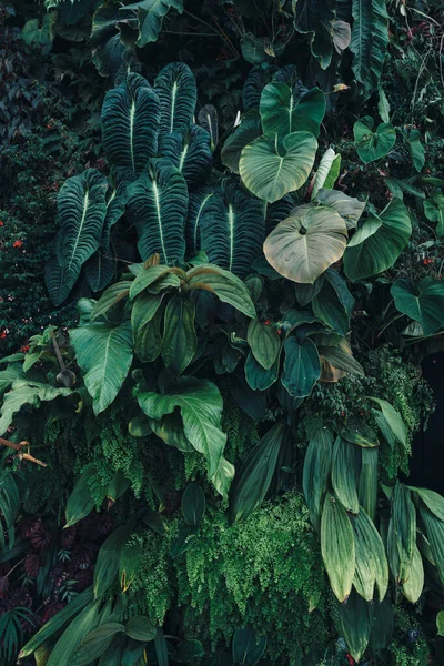 Зелене листя. Природний фон. Природа тропічного листя . — стокове фото