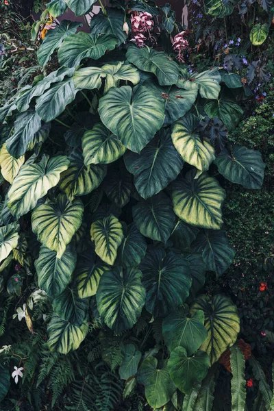 Gröna blad bakgrund. Naturlig tropisk bakgrund natur skog djungel lövverk — Stockfoto