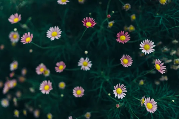 Muitas pequenas flores cor-de-rosa em um fundo verde grosso — Fotografia de Stock