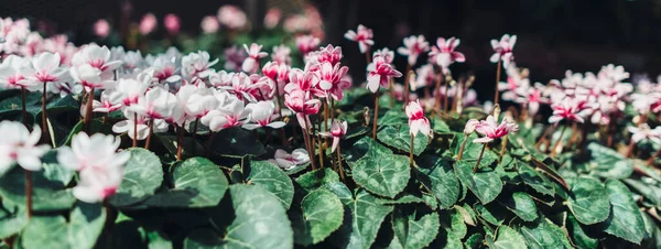 Fundo floral de flores branco-rosa em um dia ensolarado — Fotografia de Stock