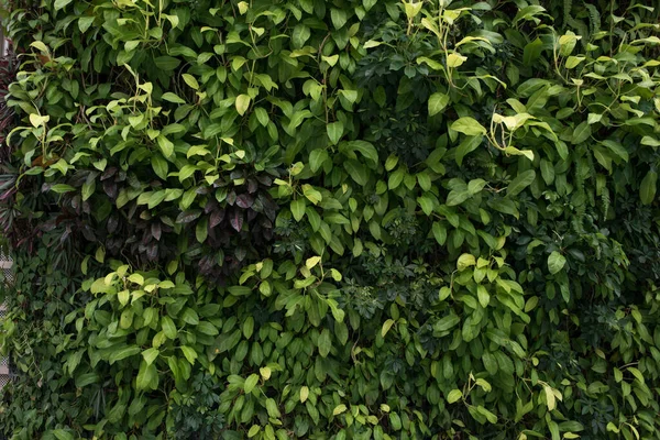 Grün hinterlässt Mauer. Natürlicher Hintergrund. Vertikaler Garten. — Stockfoto